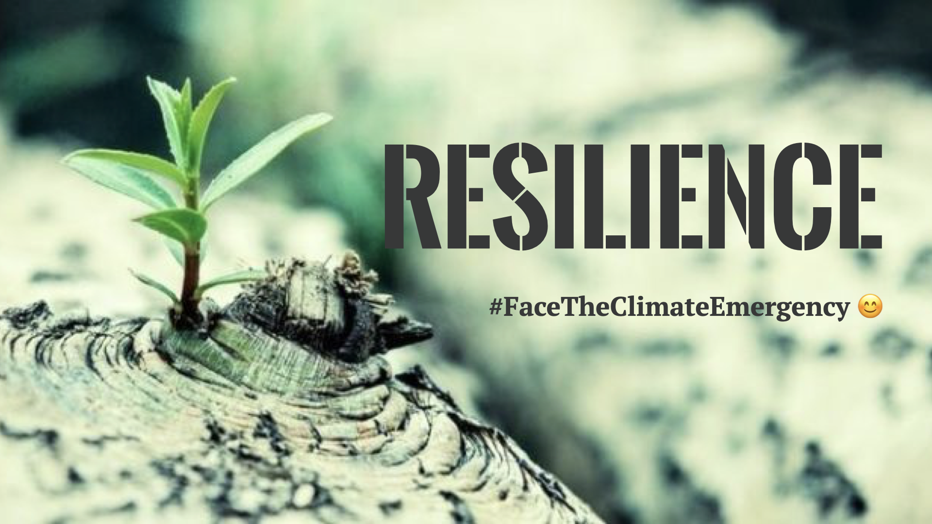 Resilience, new plants growing from old tree stump